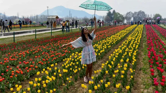 Tulip garden image 
