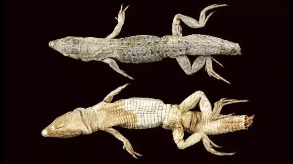 Persian Long-Tailed Desert Lizard