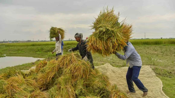 Rice Cultivation Rice Crop Unseasonal Rains Farmers Agriculture