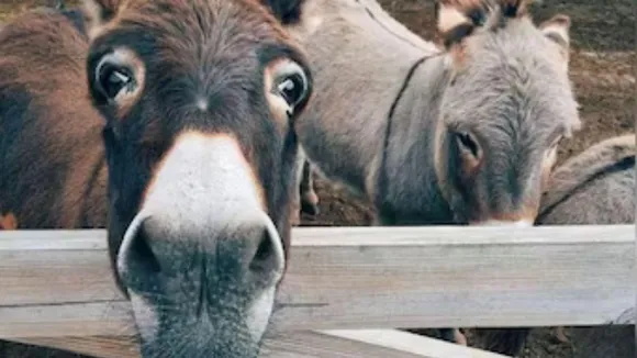 Donkeys