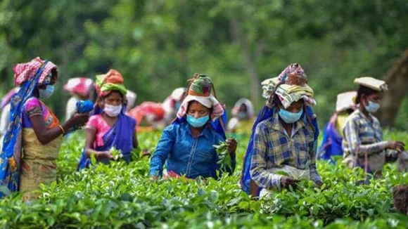Indian tea export 