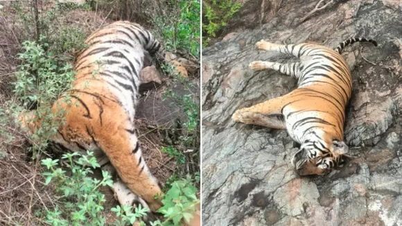 Death of five tigers Karnataka Sacntuary