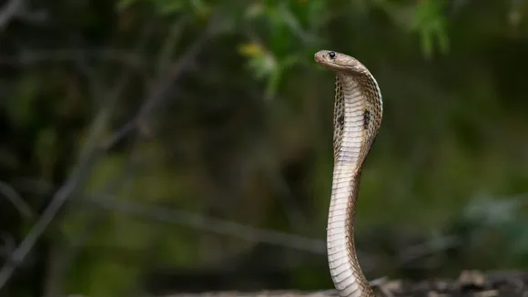 Battis Shirala Snake Festival Snake Image Cobra Image