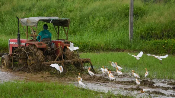 Paddy Cultivation Ranchi Rice Farmers Agriculture Jharkhand Rains Monsoon Rains