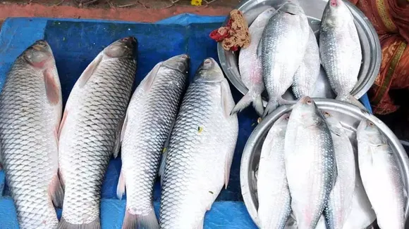 Godavari Pulasa fish