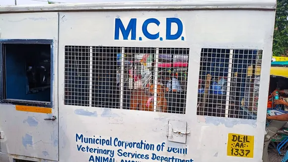 Stray Dogs Menace Dog Bites Dog Attack Delhi Dogs MCD Dogs
