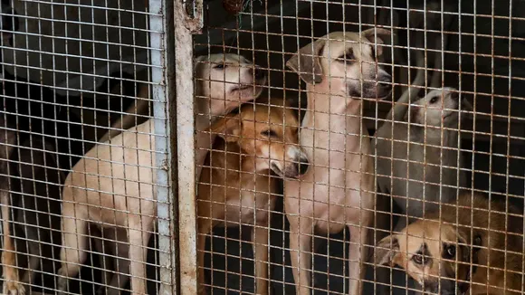 Stray Dogs Ban MCD Dog attacks dog bites