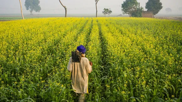 Punjab Farmers Agriculture Mustard Crops Farming
