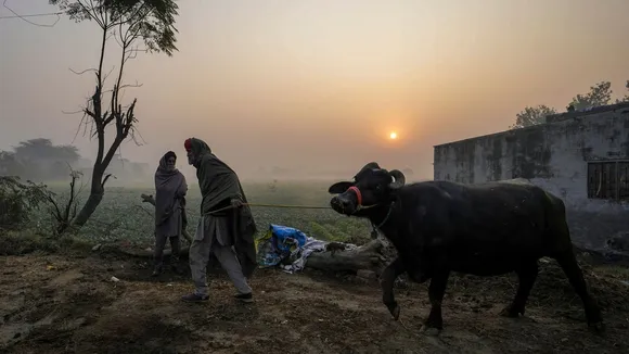 Punjab Winters Haryana Winters Farmer Buffalo Punjab Weather