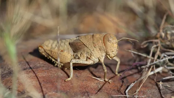 Endangered Species Extinction