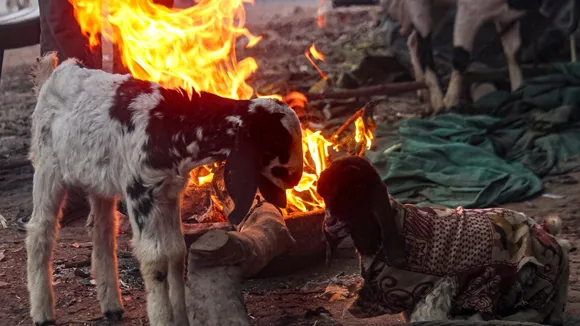 Goats huddle around a bonfire on a cold winter morning, in Gurugram, Saturday, Dec. 27, 2025.