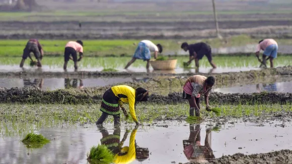 Agriculture Image Subsidy Farmers Paddy