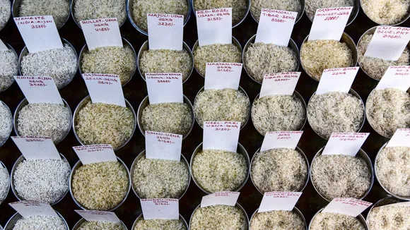 Rice Exports Rice Production