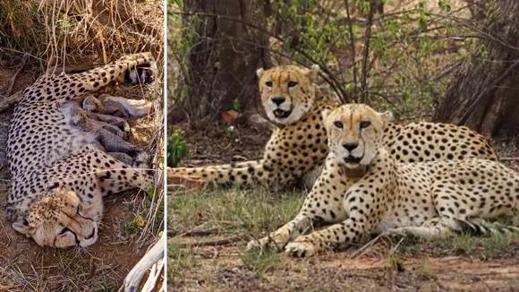 Indian Cheetah Population