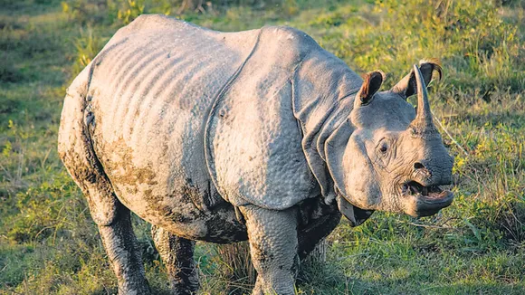 Kaziranga National Park