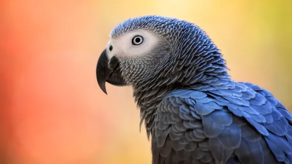 parrot.jpg