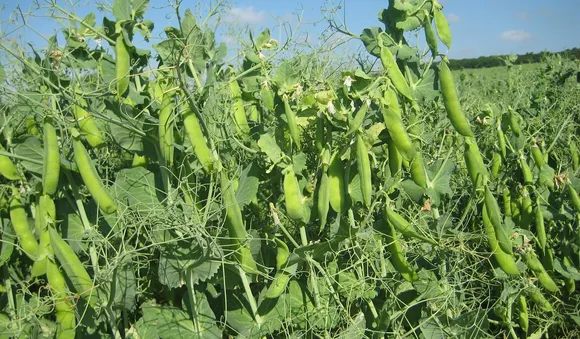 Green peas