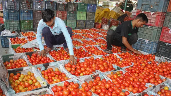 Labourers pack tomatoes at a vegetable market (File image)