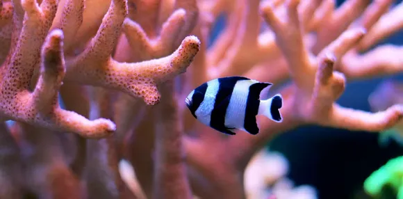 marine life fish.jpg
