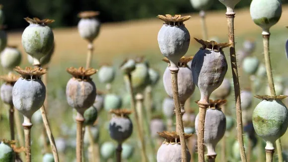 Opium cultivation