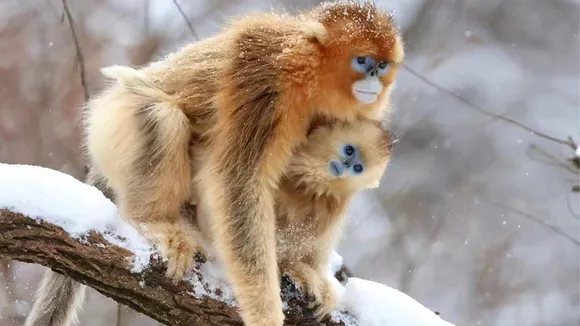 Cold Climate Primate Evolution.jpg