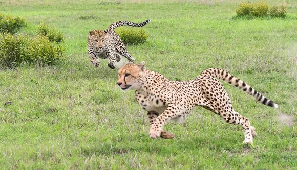 Big cats at Kuno national park