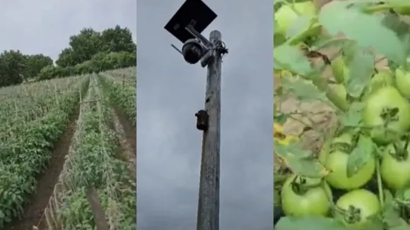 Shahpur Banjar CCTV Tomato