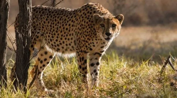 Cheetah deaths.jpg