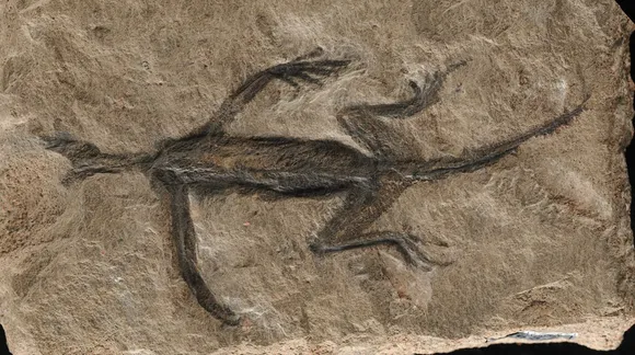 Fossil of a reptile