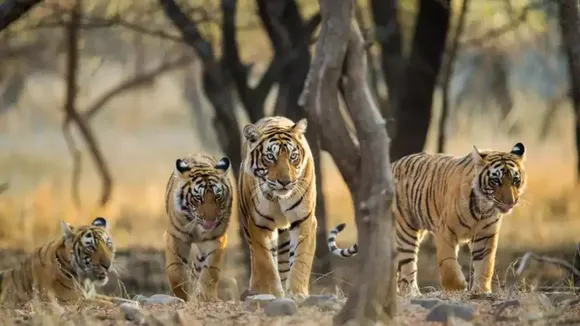 Pench Tiger Reserve