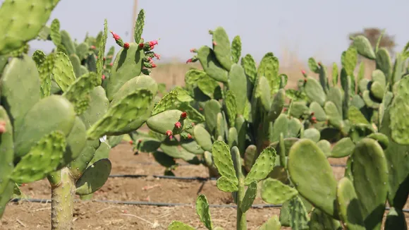 cactus plantation.jpg