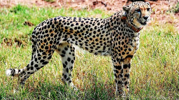 A cheetah after being released inside a special enclosure of the Kuno National Park in Madhya Pradesh.