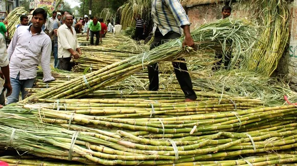 Sugarcane.jpg