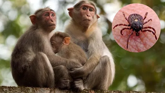 Monkey fever