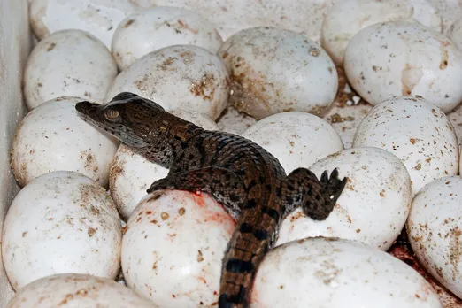 crocodiles nesting in bhitarkanika national park.jpg