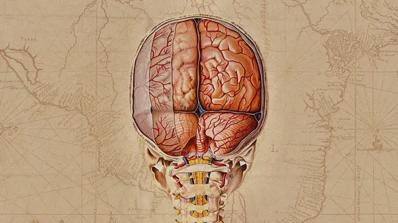  brain Nuroscience.jpg