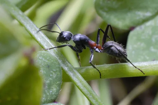 Ants insects