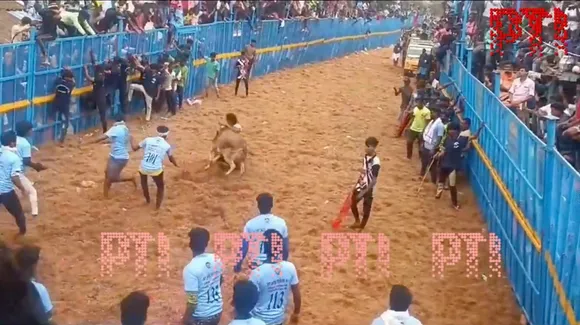 Jallikattu
