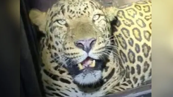 Leopard Vasai Fort