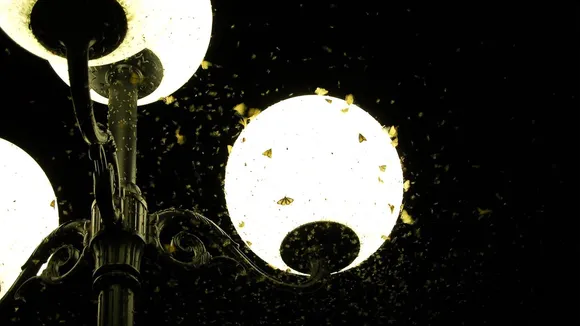 Insect and a light bulb