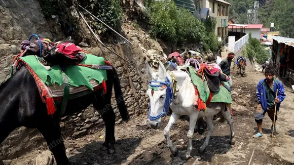 Kedarnath Mules