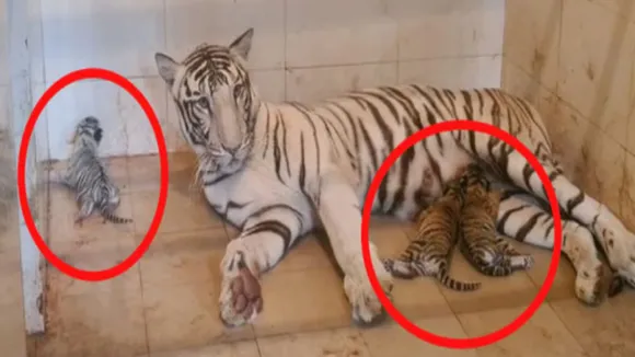 Tigress