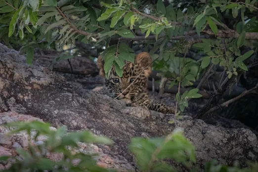 Leopard Cub