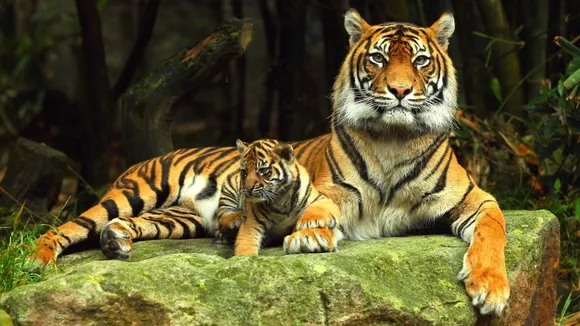 tiger cub.jpg