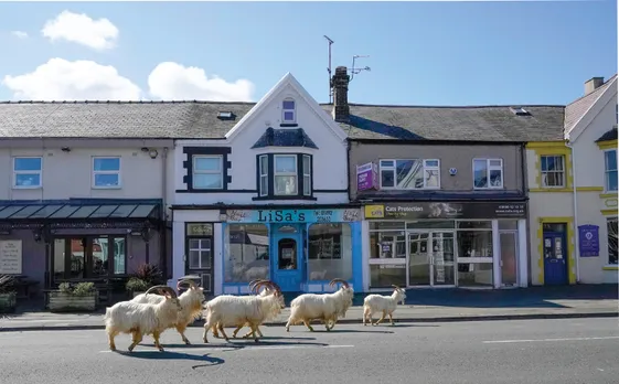 sheeps roaming on the street.jpg