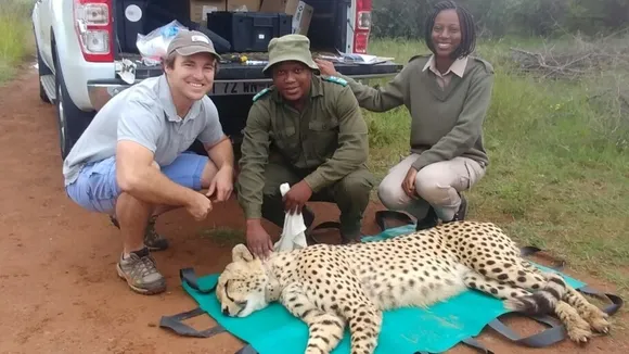 vincent van der merwe  cheetah.jpg