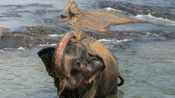 Elephant baby elephant
