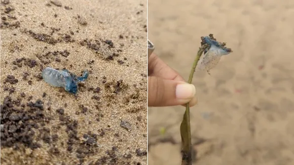 juhu beach jellyfish stingrays