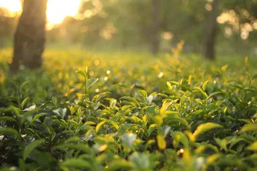 Tea leaves Darjeeling.jpg