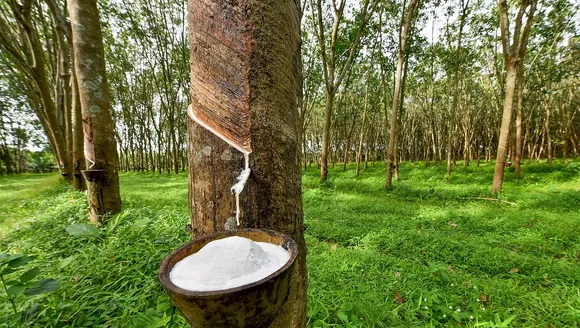 Rubber farming.jpg